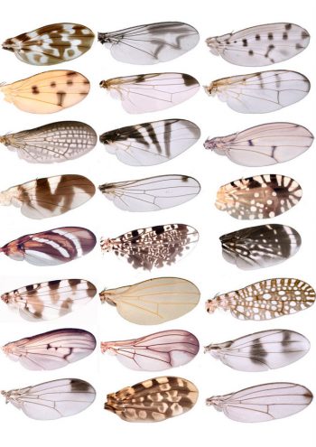 Benjamin Prud'homme [2004] Diversity of wing pigment patterns in Drosophila.