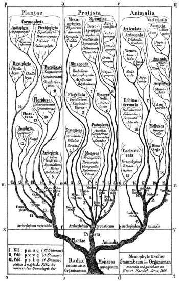 Haeckel, Ernst (1866). General Morphology of the Organisms. Berlin Reimer.